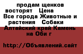 продам щенков восторят › Цена ­ 7 000 - Все города Животные и растения » Собаки   . Алтайский край,Камень-на-Оби г.